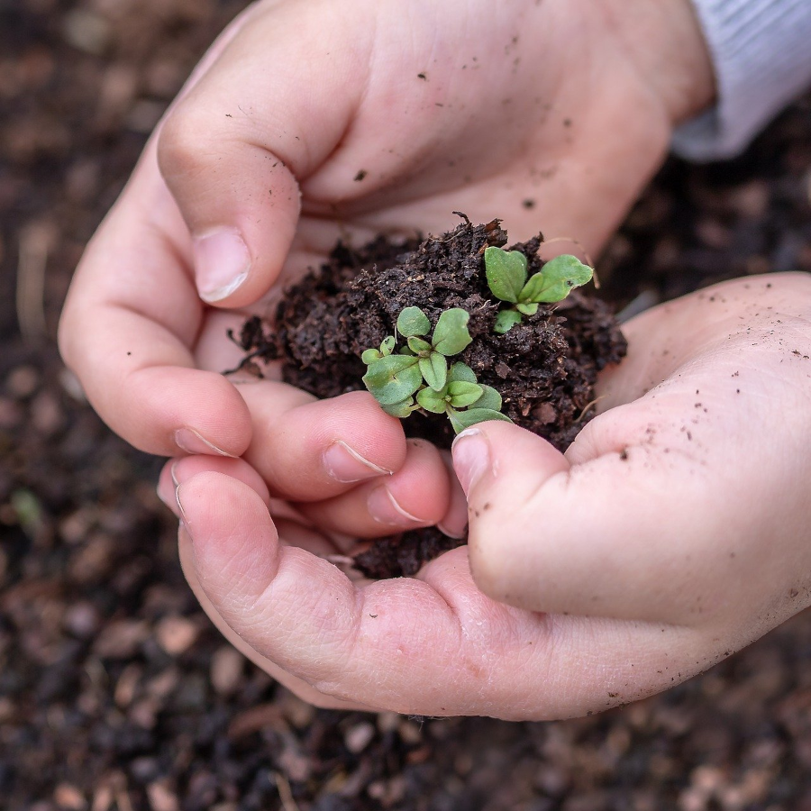 mains enfants plante