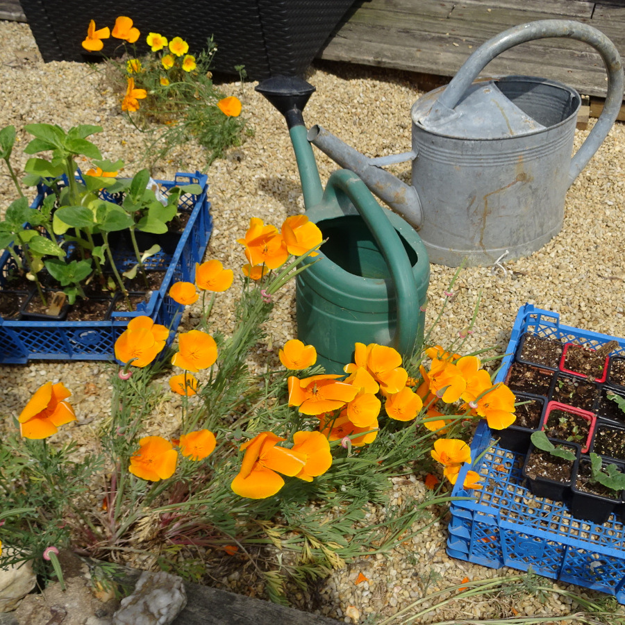 arrosoir et pot de plantes poses sur le sol dans un jardin